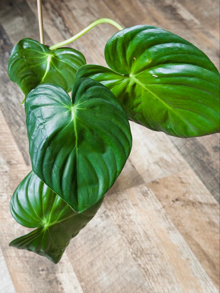 Philodendron Pastazanum, Huis en Inrichting, Kamerplanten, Ophalen of Verzenden, Halfschaduw, Minder dan 100 cm