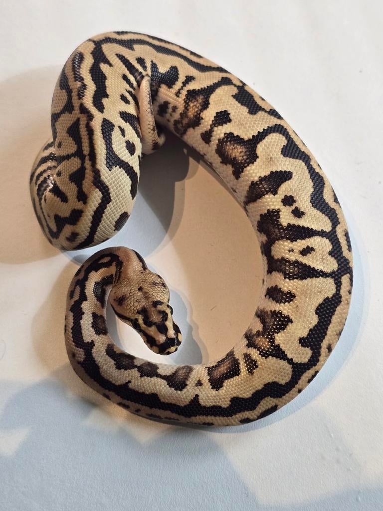 1.0 fire spotnose leopard poss yb het clown ball python, Slang, Tam, 0 tot 2 jaar