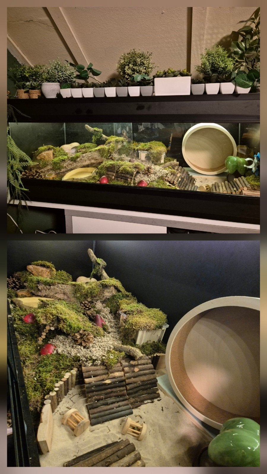 betonplex terrarium 120 x 50 x 50 + HEEL VEEL, Dieren en Toebehoren, 110 cm of meer, Hok, Ophalen, Minder dan 60 cm