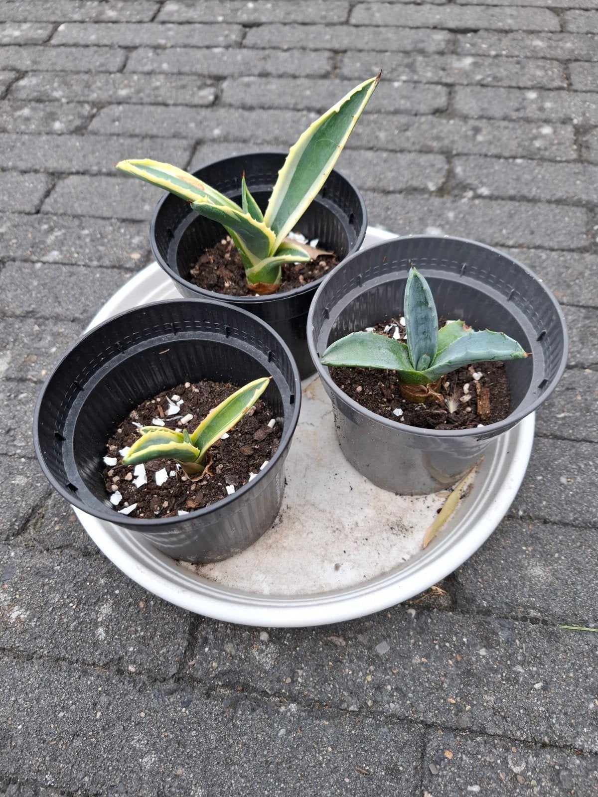 Agave Americana stekjes, Volle zon, Vaste plant, Bloeit niet, Ophalen