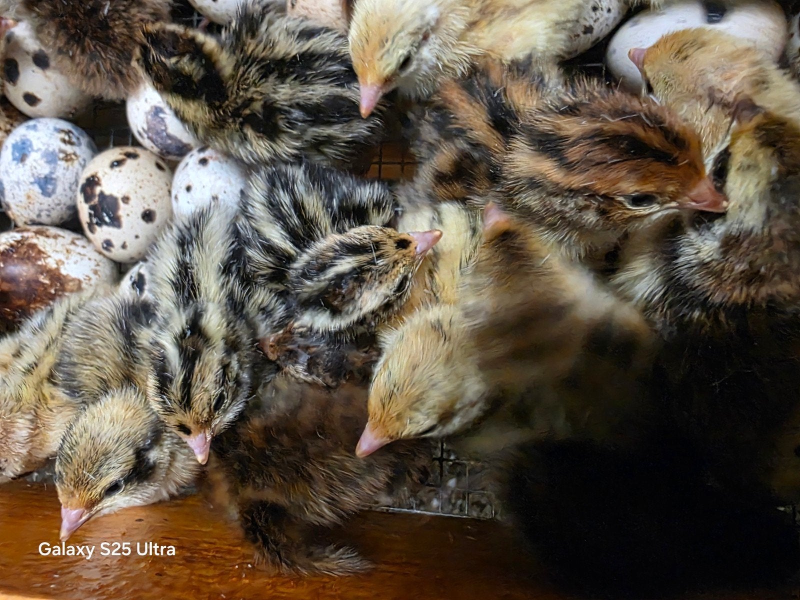 Japanse kwartel kuikens, Dieren en Toebehoren, Wandelende tak