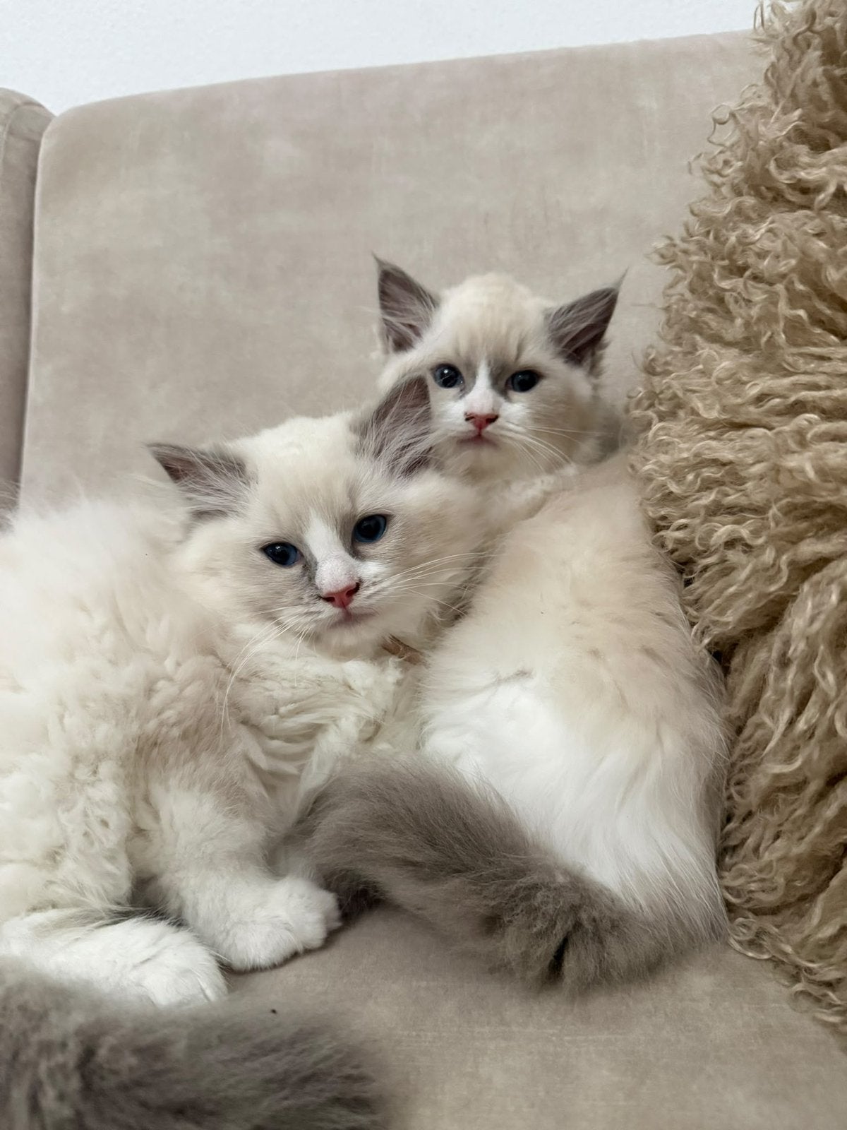 Foto 5 van Prachtige Ragdoll kittens met stamboom