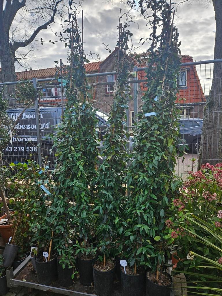 Toscaanse Jasmijn vanaf 14,95 - 2 maten, Ophalen, Volle zon, Vaste plant, Klimplanten