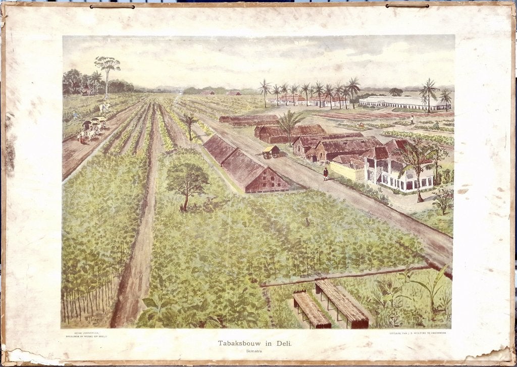 Tabaksbouw in Deli. Sumatra (oude versie) / W.J. Ising, Antiek en Kunst, Ophalen, Geschiedenis