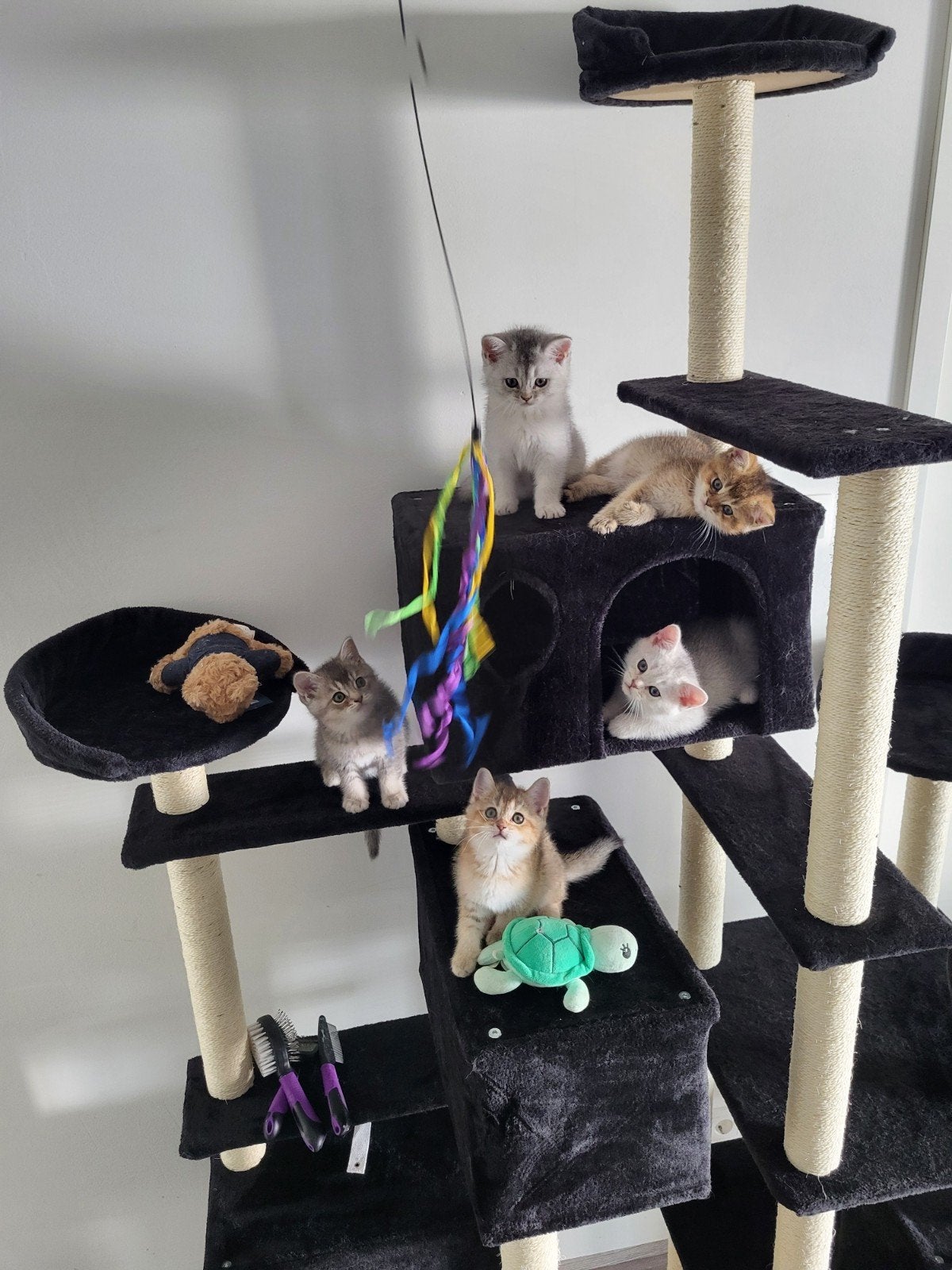 Prachtige Britse Korthaar kittens – Golden & Silver Shaded, Meerdere dieren, Met stamboom