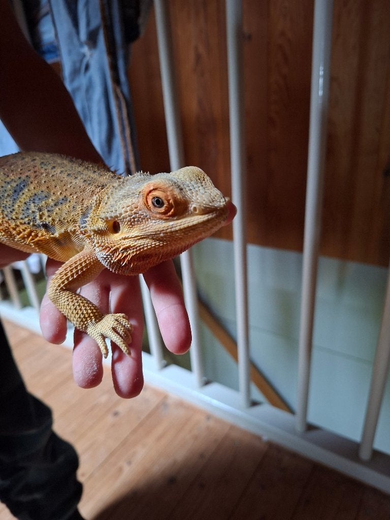Baardagaam Bearded Dragon photo 3