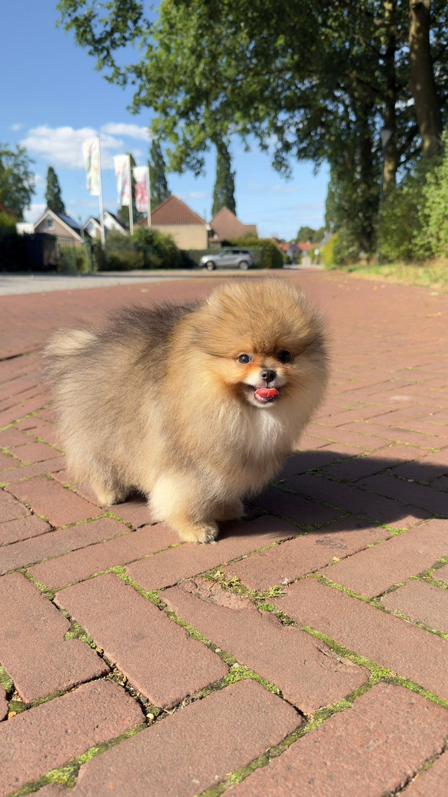 Prachtige Pomeranian reutje uit geteste ouders | NL geboren, Parvo, Keeshond, 8 tot 15 weken, Meerdere
