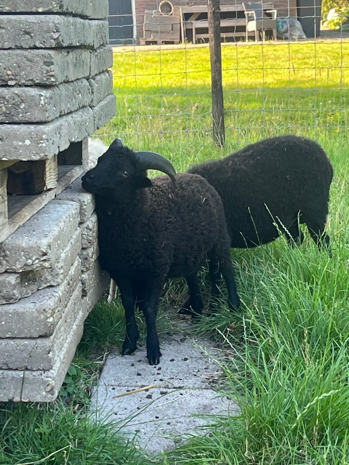 Prachtig Ouessant rammetje, Mannelijk, Schaap