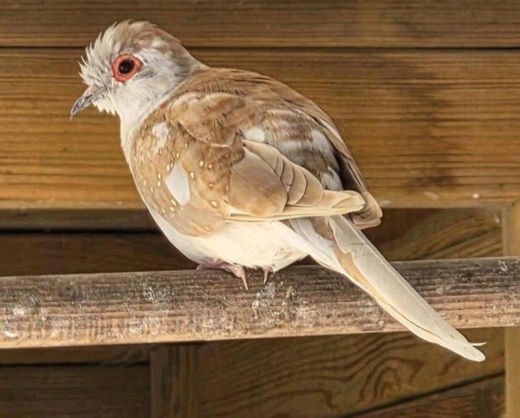Bonte bruin witte diamantduif, Dieren en Toebehoren, Vrouwelijk