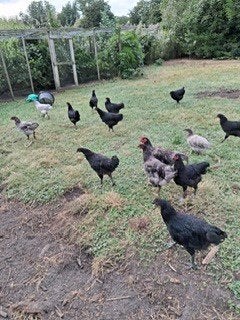 jersey giant, Dieren en Toebehoren, Vrouwelijk, Kip