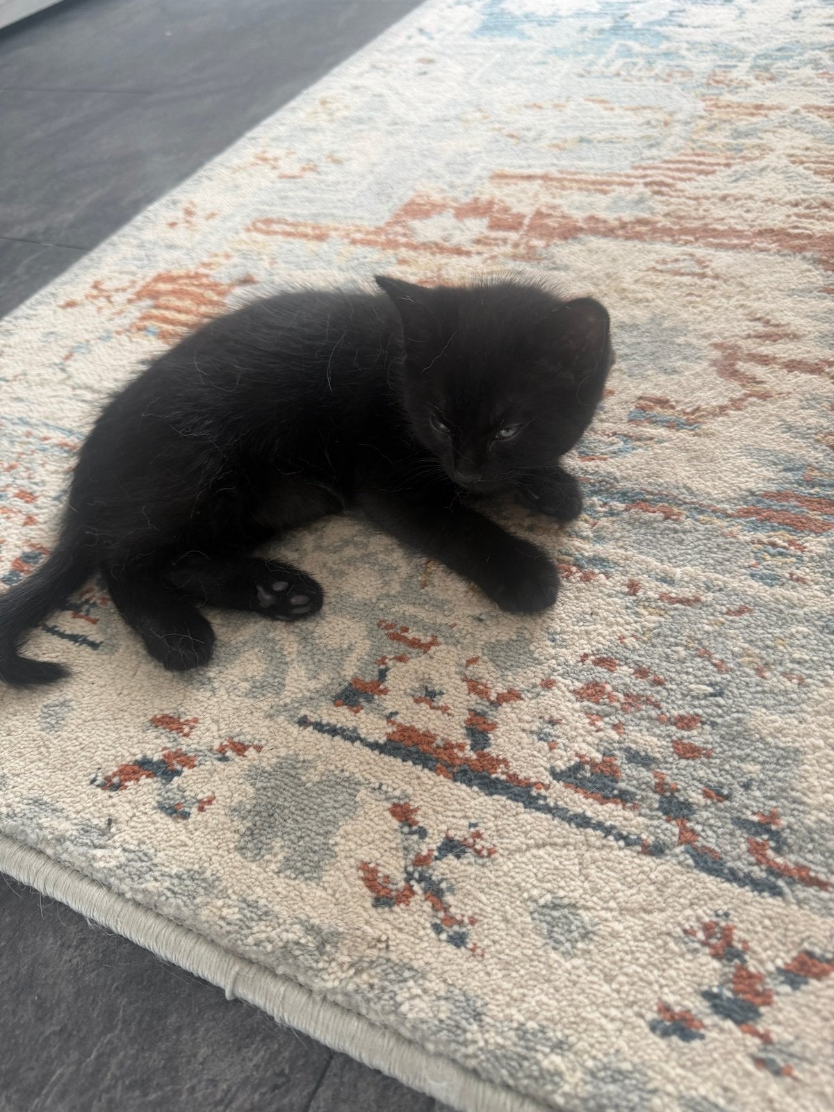 Katertje gratis ter adoptie in Rotterdam, Dieren en Toebehoren, Katten en Kittens | Overige Katten, Kater