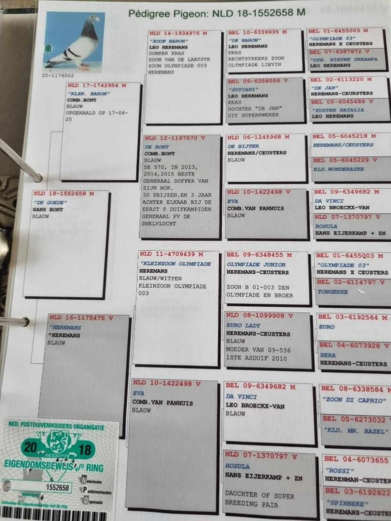 Heremans jongen, Meerdere dieren, Postduif