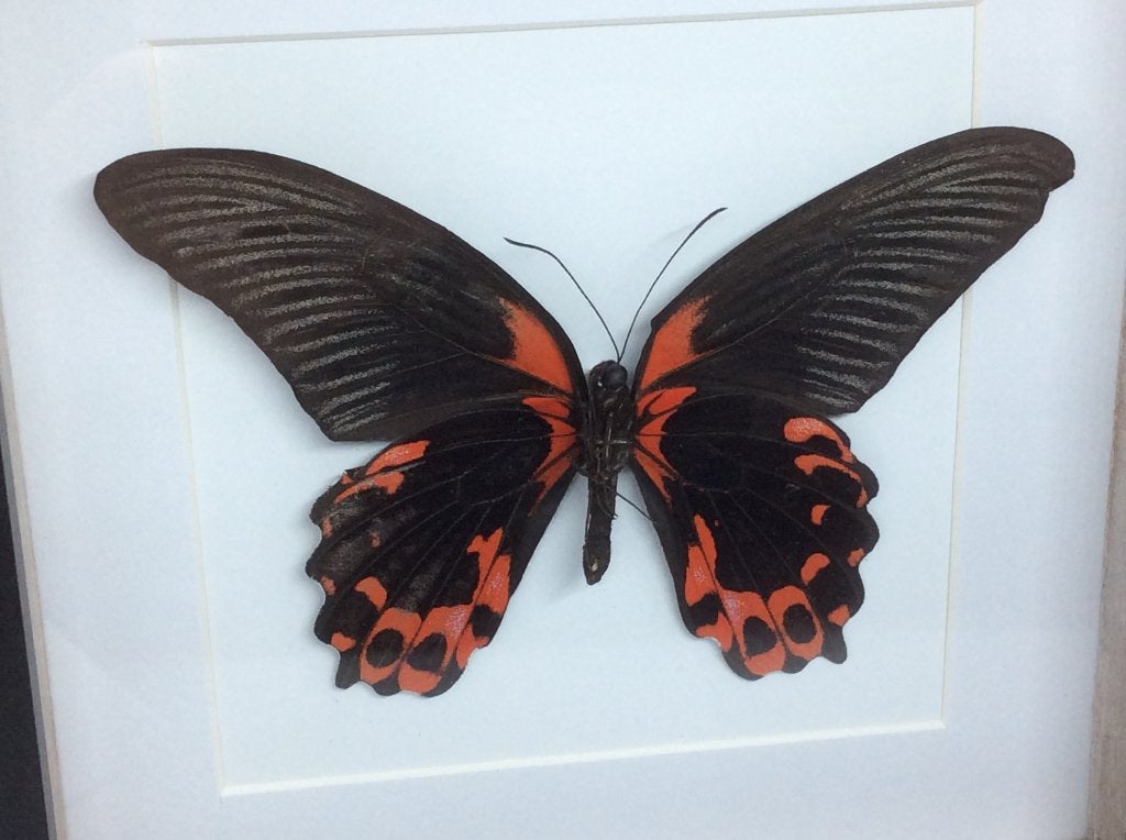 vlinder Papilio Rumanzovia, Ophalen of Verzenden, Nieuw, Insect, Opgezet dier