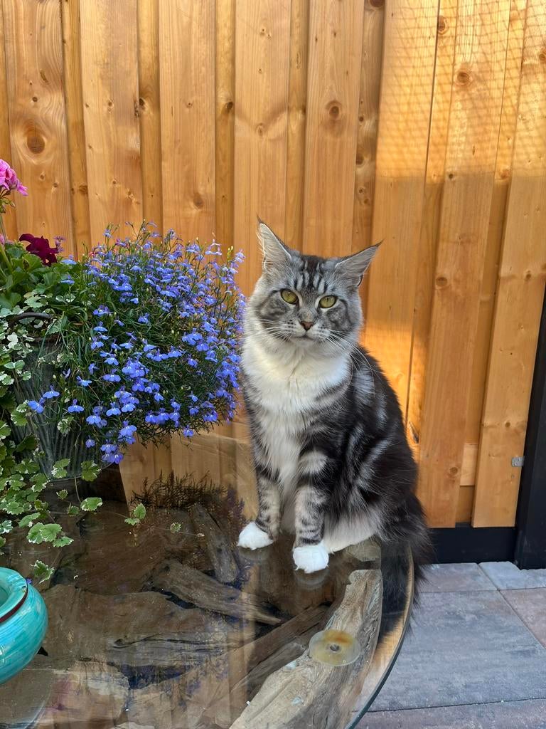 Super lieve maine coon poes met stamboom, Poes