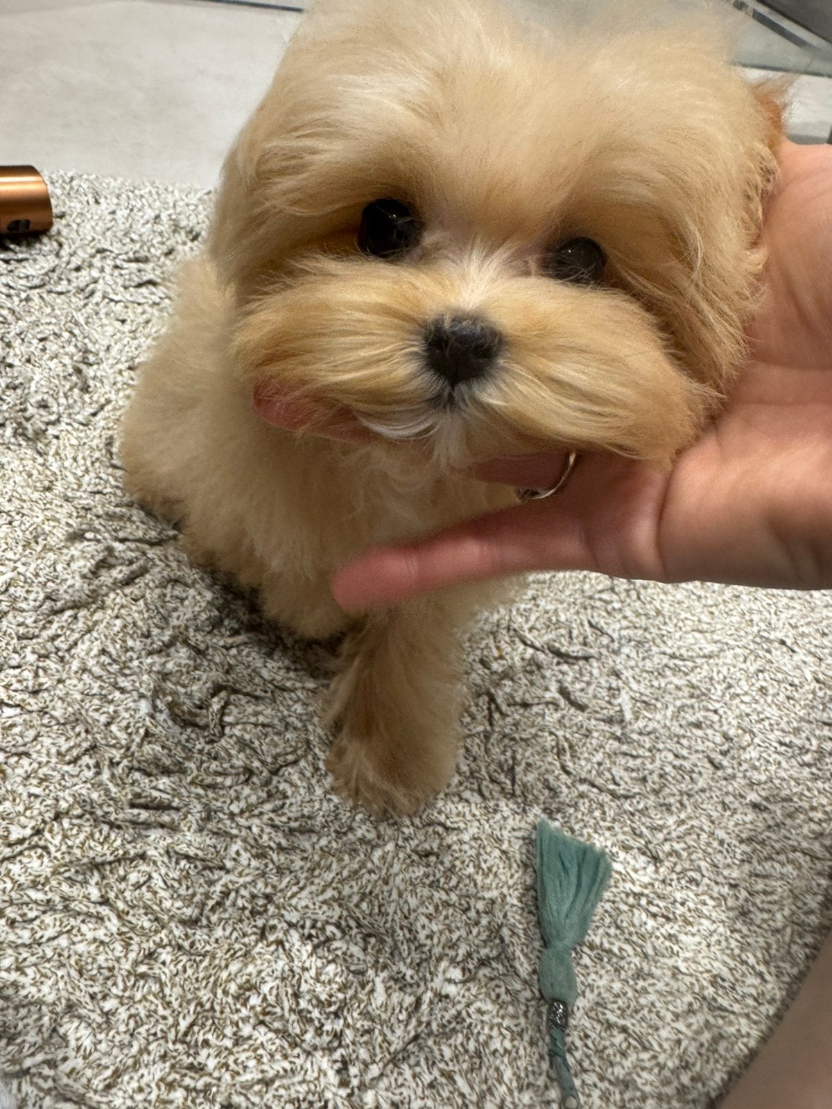 Exclusieve Maltipoo F1, TeaCup pup (Maltezer/Toy Poedel), Particulier, Overige rassen, 8 tot 15 weken, Buitenland