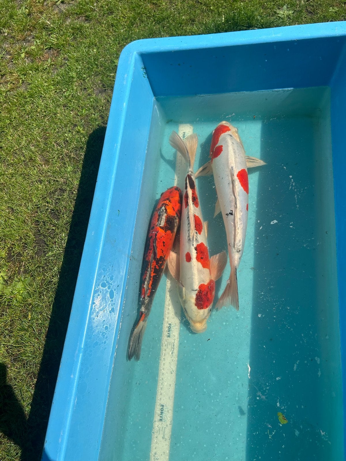 3 japanse kois kijk beschrijving, Dieren en Toebehoren, Karper of Koi