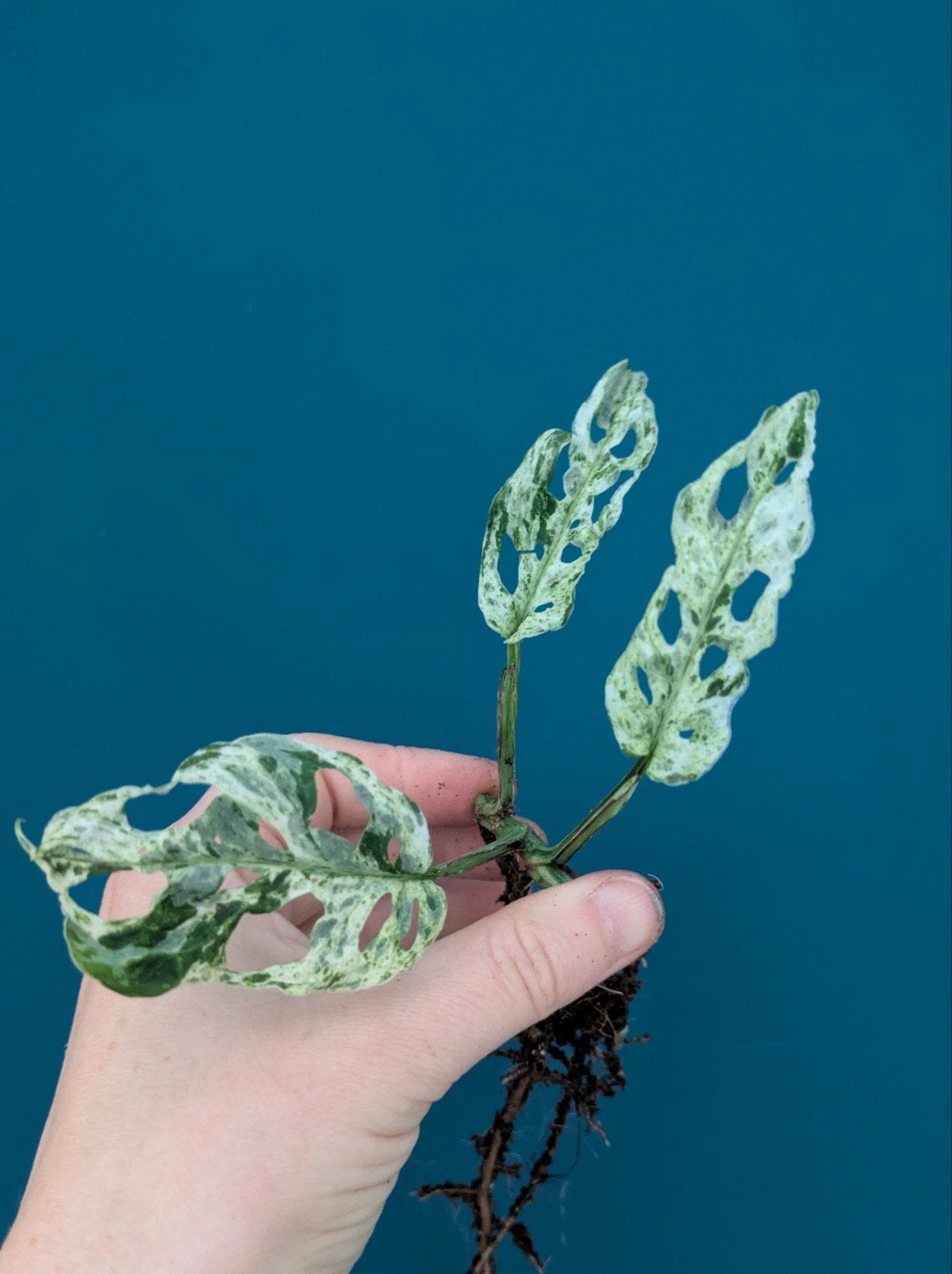 DIT WEEKEND 15% KORTING Monstera Frozen Freckles stekken, Verzenden, Halfschaduw, Minder dan 100 cm