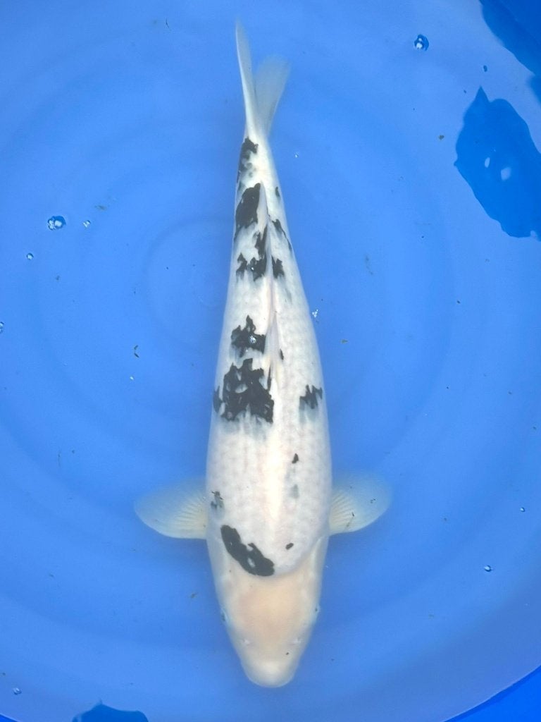 HQ Nisai van Izumiya | Koikarpers  | Nisai vissen, Dieren en Toebehoren, Vissen | Vijvervissen, Karper of Koi