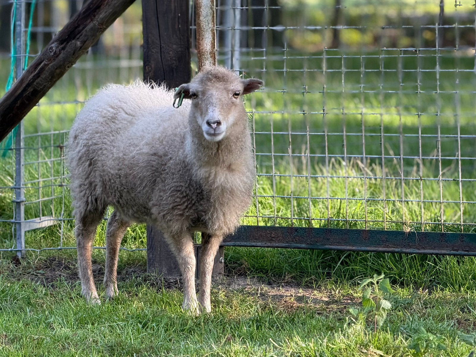 Ouessant ooi, Dieren en Toebehoren, Vrouwelijk, Schaap, 0 tot 2 jaar