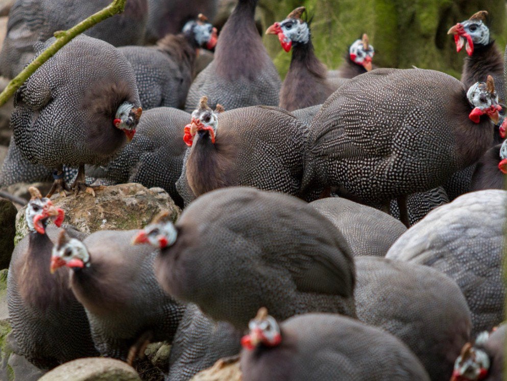 Jonge parelhoenders, Dieren en Toebehoren, Geslacht onbekend, Overige soorten