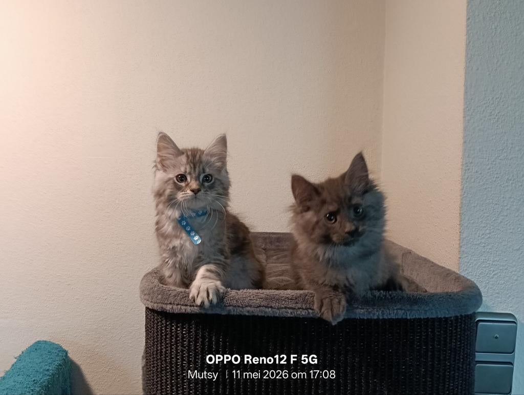 Maine Coon kittens nog twee katertjes, Meerdere dieren, Gechipt, 0 tot 2 jaar