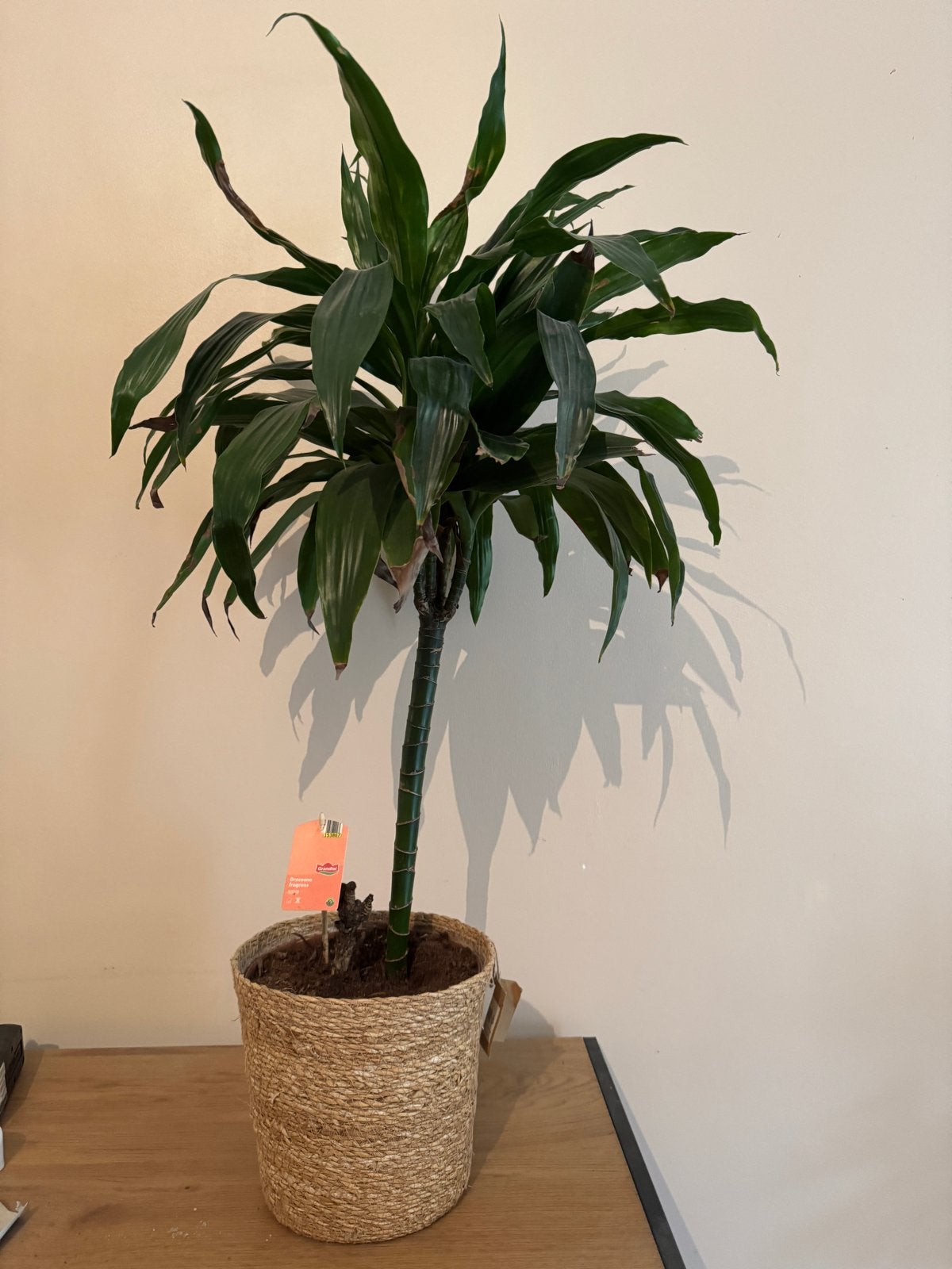 Mooie Dracaena kamerplant in rieten pot, Huis en Inrichting, 100 tot 150 cm, Overige soorten, In pot, Groene kamerplant