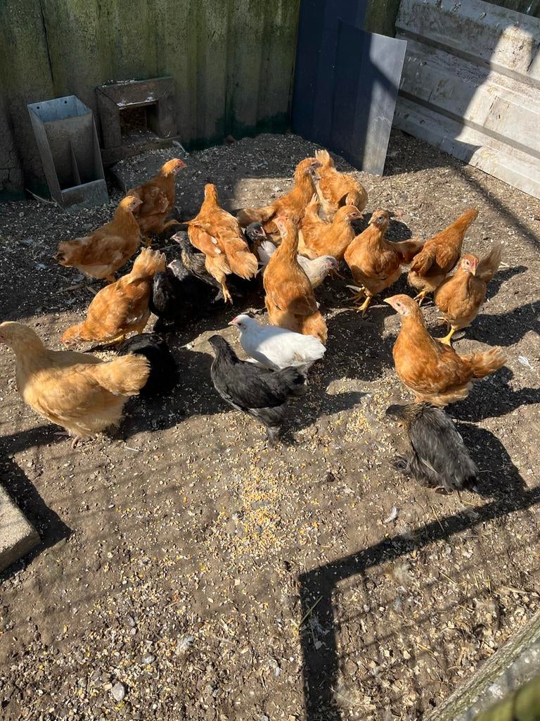 Jonge kippen, Dieren en Toebehoren, Meerdere dieren, Kip