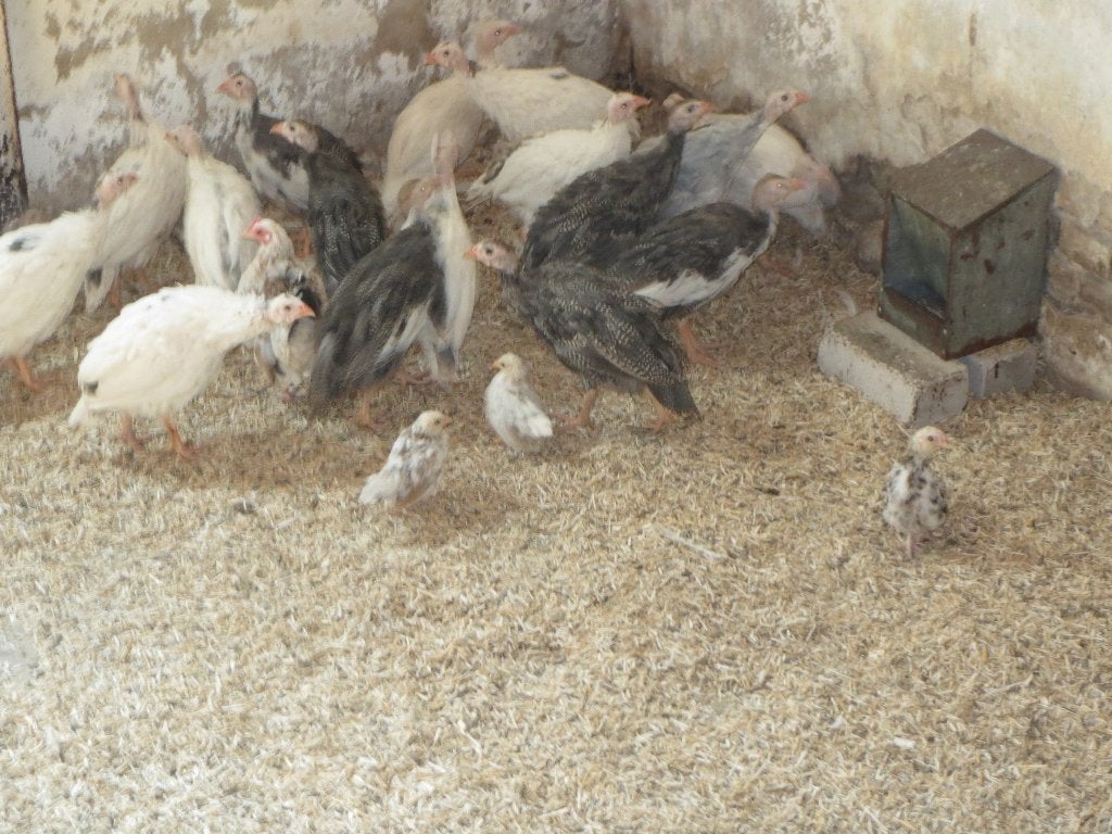te koop bonte parelhoenders en serama krieltjes, Dieren en Toebehoren, Pluimvee, Meerdere dieren, Overige soorten