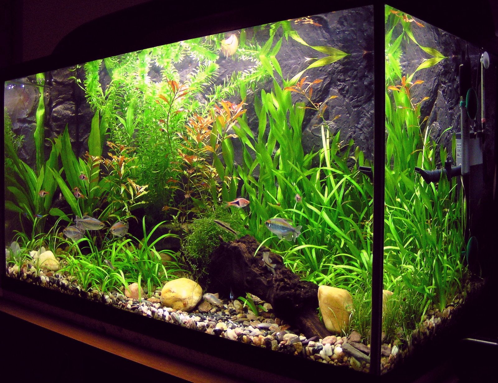 Gratis aquarium gezocht, Dieren en Toebehoren, Ophalen of Verzenden, Zo goed als nieuw, Overige typen