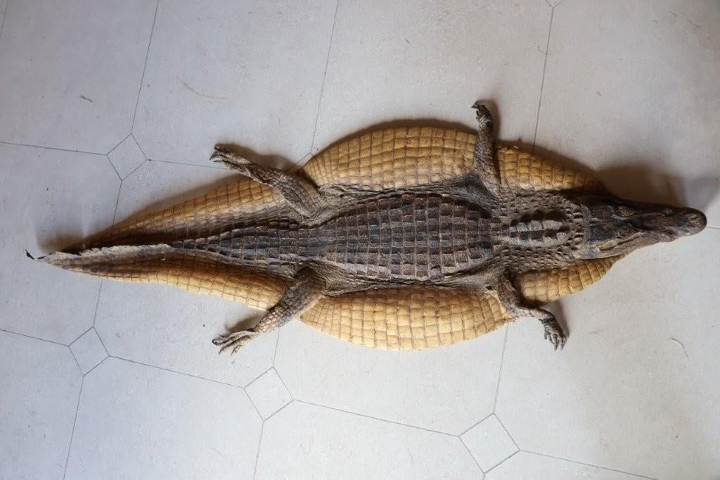 Opgezette krokodil, antiek, wanddecoratie, taxidermie, Verzamelen, Dierenverzamelingen, Ophalen, Gebruikt, Wild dier, Opgezet dier