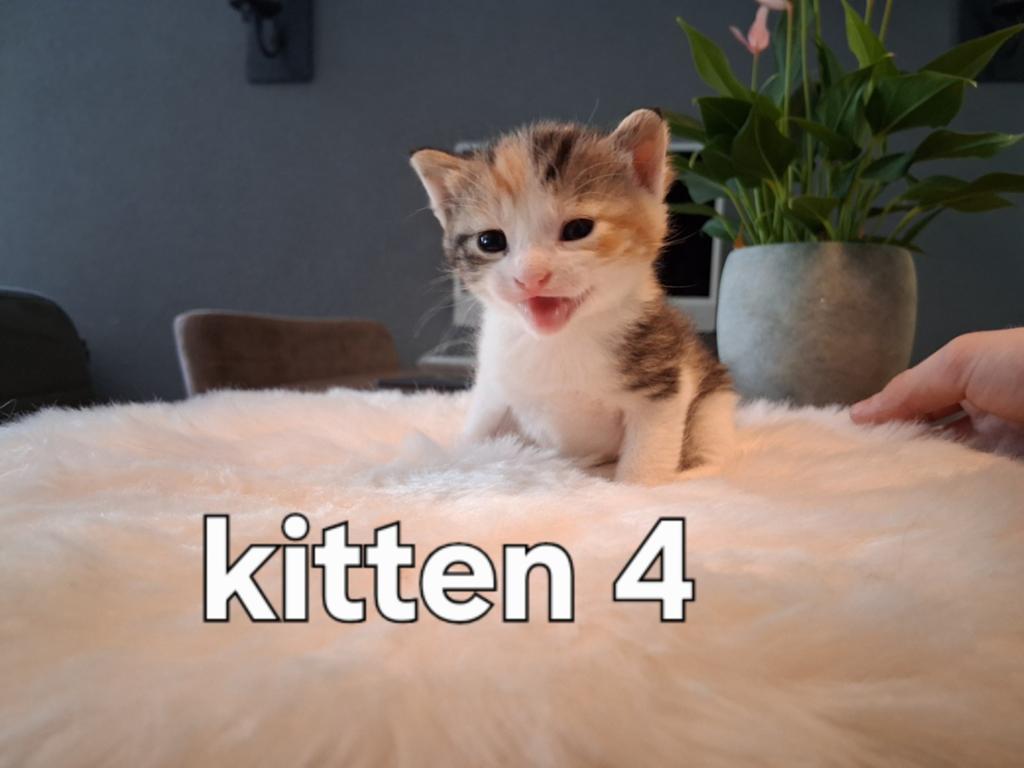 Kittens 3 weken oud, Moeders aanwezig, ontvlooid, ontwormd,., Dieren en Toebehoren, Meerdere dieren, Ontwormd