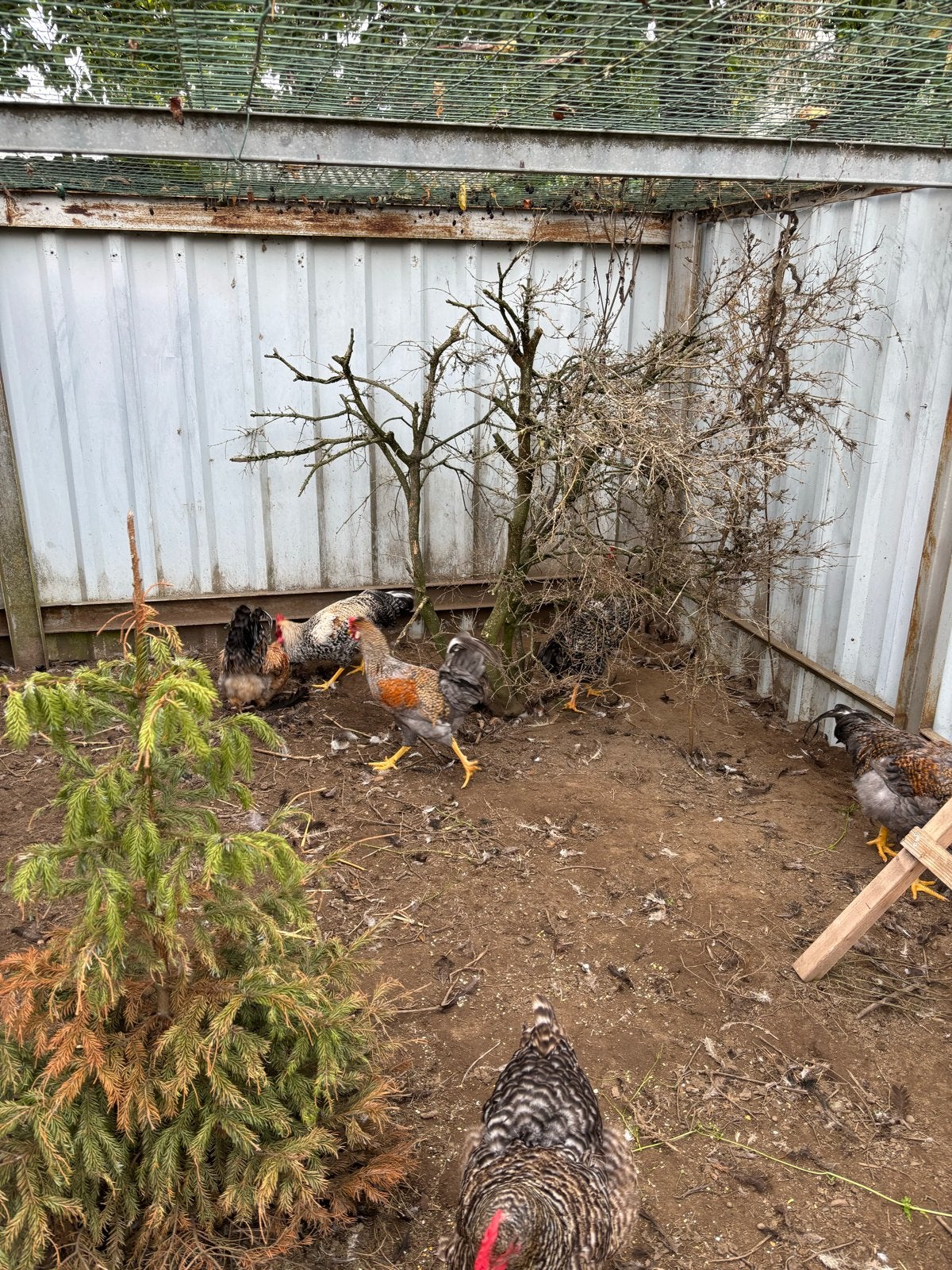 Hanen, Dieren en Toebehoren, Mannelijk, Kip