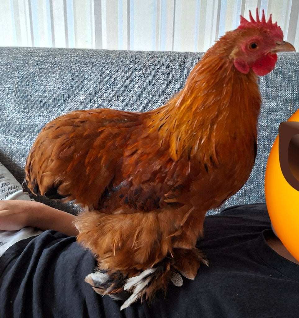 Tamme krielhaan, Dieren en Toebehoren, Mannelijk, Kip