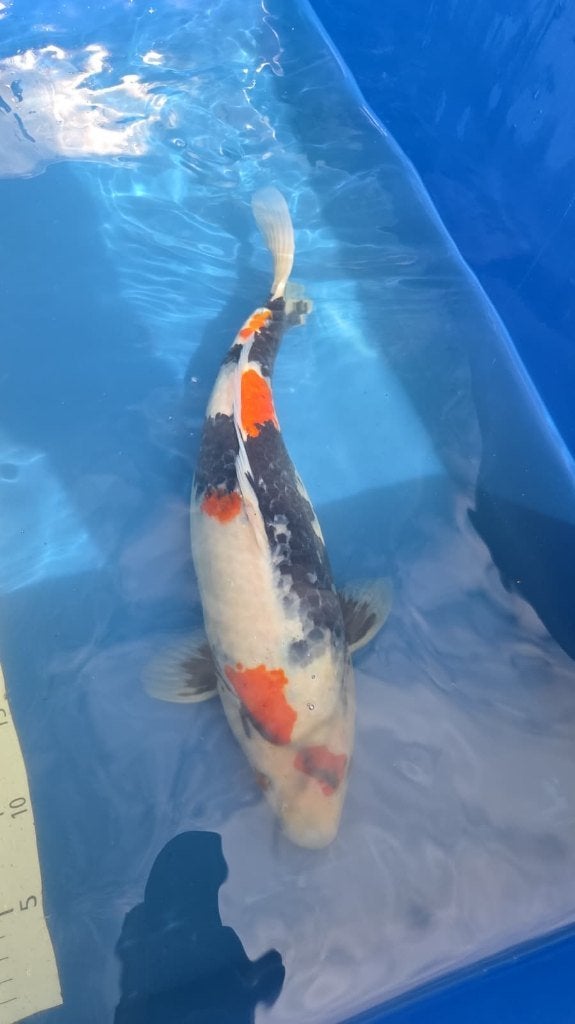 Showa 42cm, Dieren en Toebehoren, Karper of Koi