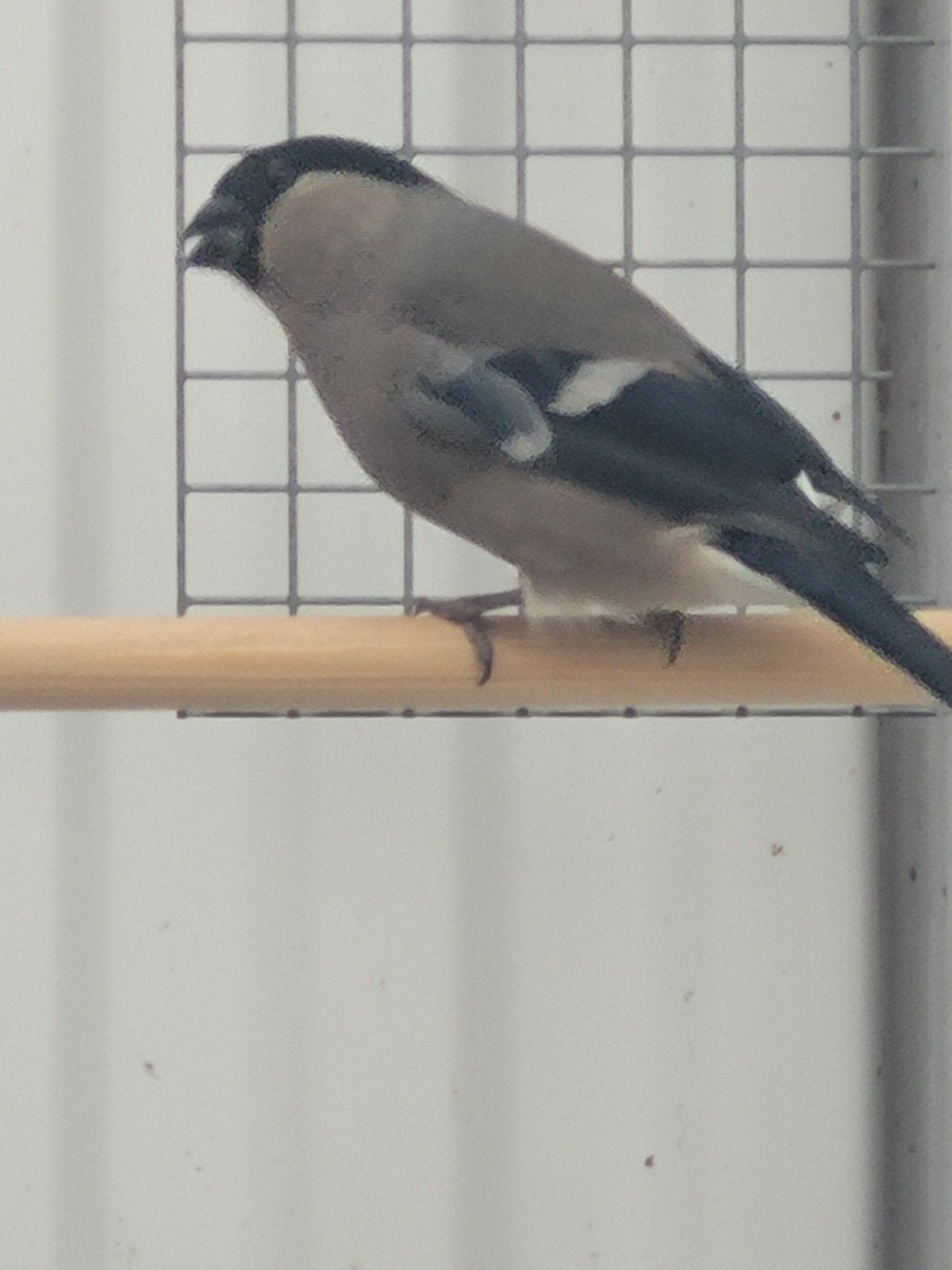 Goudvinken., Dieren en Toebehoren, Meerdere dieren, Geringd