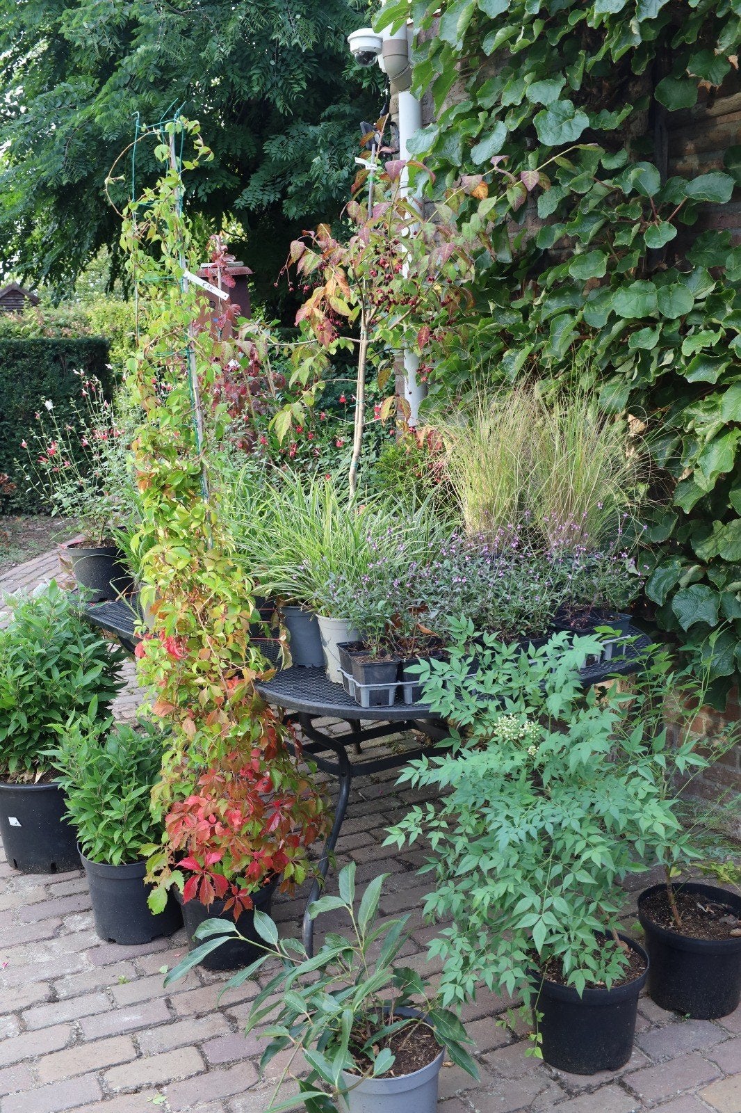 Plantenmarkt zaterdag 3 oktober  Bomen, struiken te koop, Ophalen, Zomer, Volle zon, Overige soorten