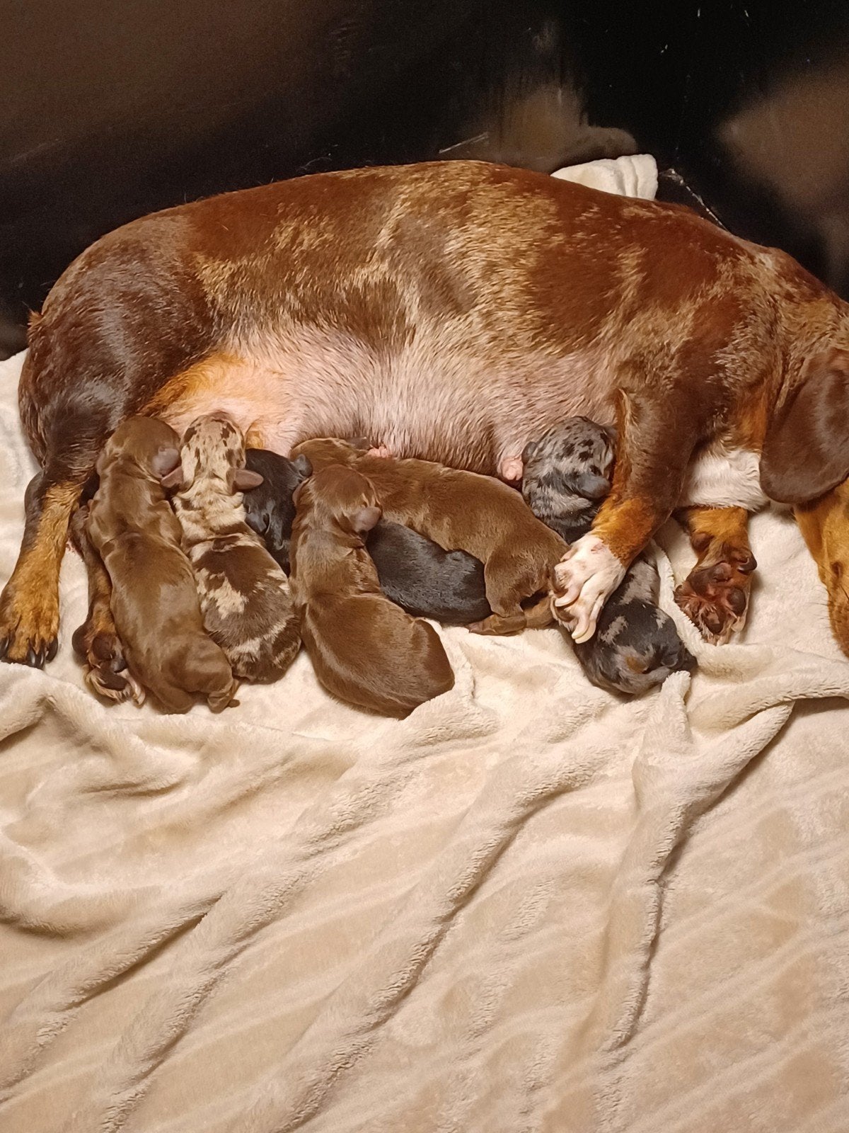 teckel pups, Particulier, 8 tot 15 weken, Dwerg, Meerdere