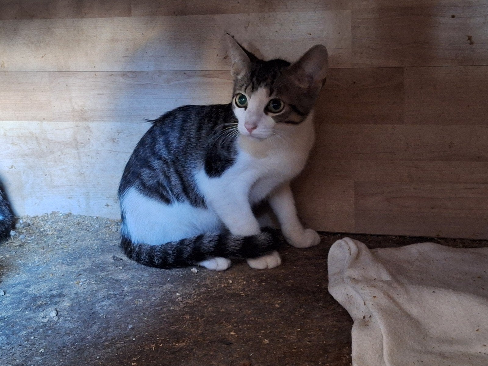 Boerderijkittens, Kater, 0 tot 2 jaar