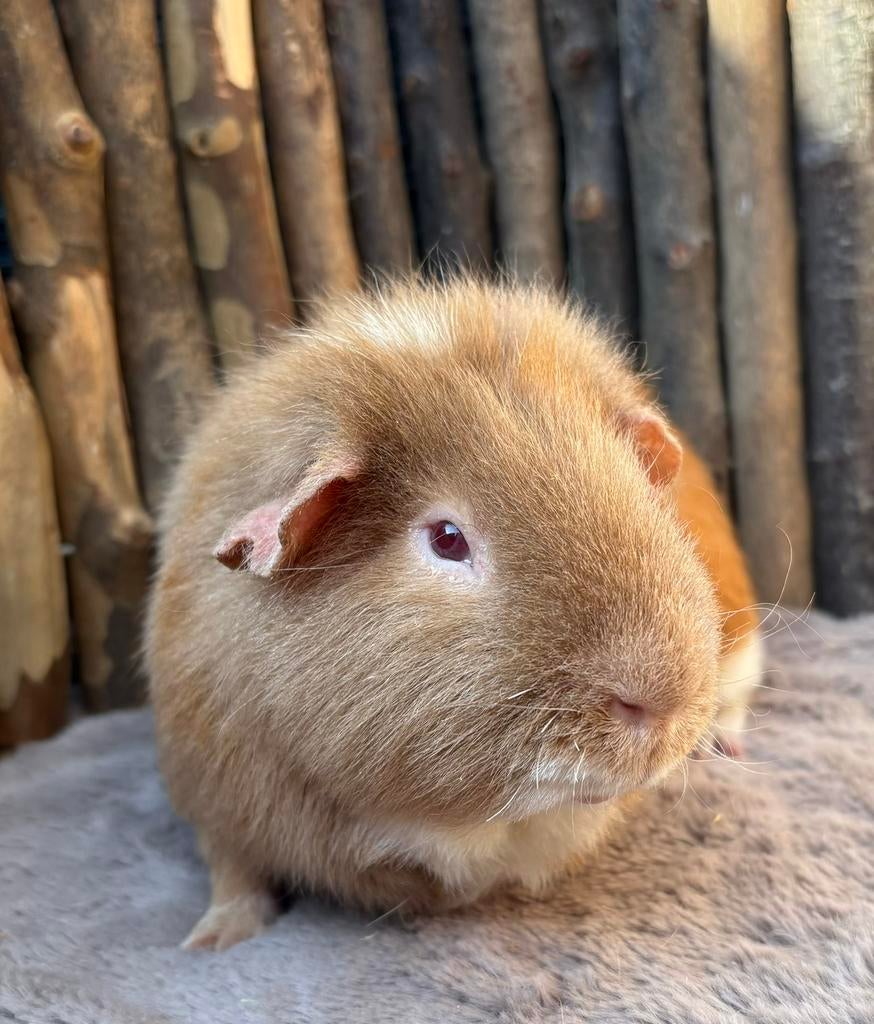 Cavia beer Singa (word Gecastreerd), Dieren en Toebehoren, Knaagdieren, September, Mannelijk, Cavia