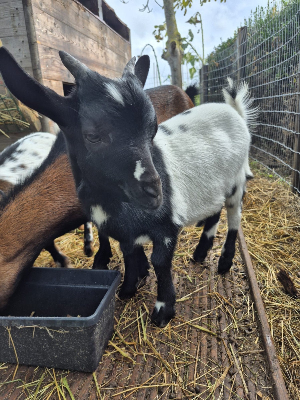 Lief bokje dwerggeit, Dieren en Toebehoren, Mannelijk, Geit, 0 tot 2 jaar
