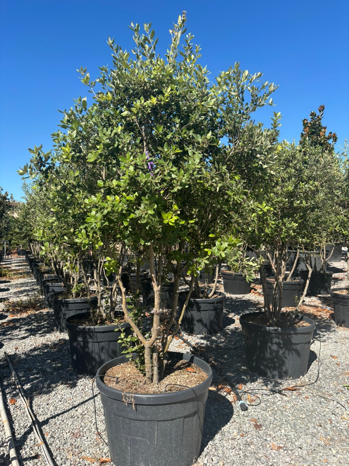 Quercus ilex – Meerstammige steeneik, In pot, Bloeit niet, Halfschaduw, 100 tot 250 cm