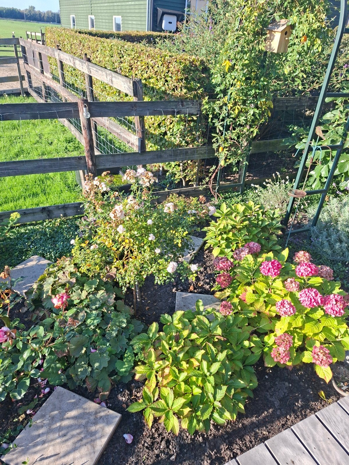 Diverse vaste planten en tuinbeeld, Tuin en Terras, Ophalen, Gebruikt, Steen, Mensenbeeld