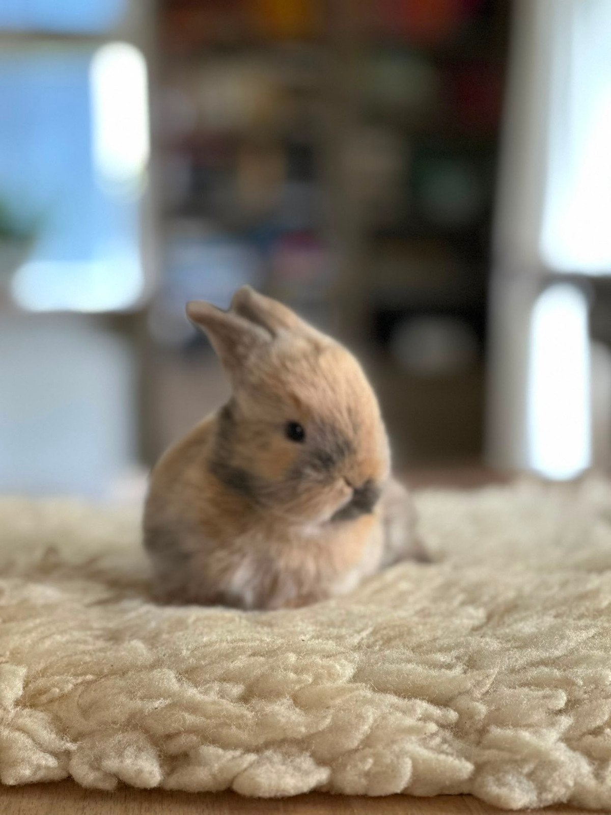 Lieve kleine lob konijntjes  te koop.  Lief voor kinderen, Geslacht onbekend, Dwerg, Hangoor, 0 tot 2 jaar