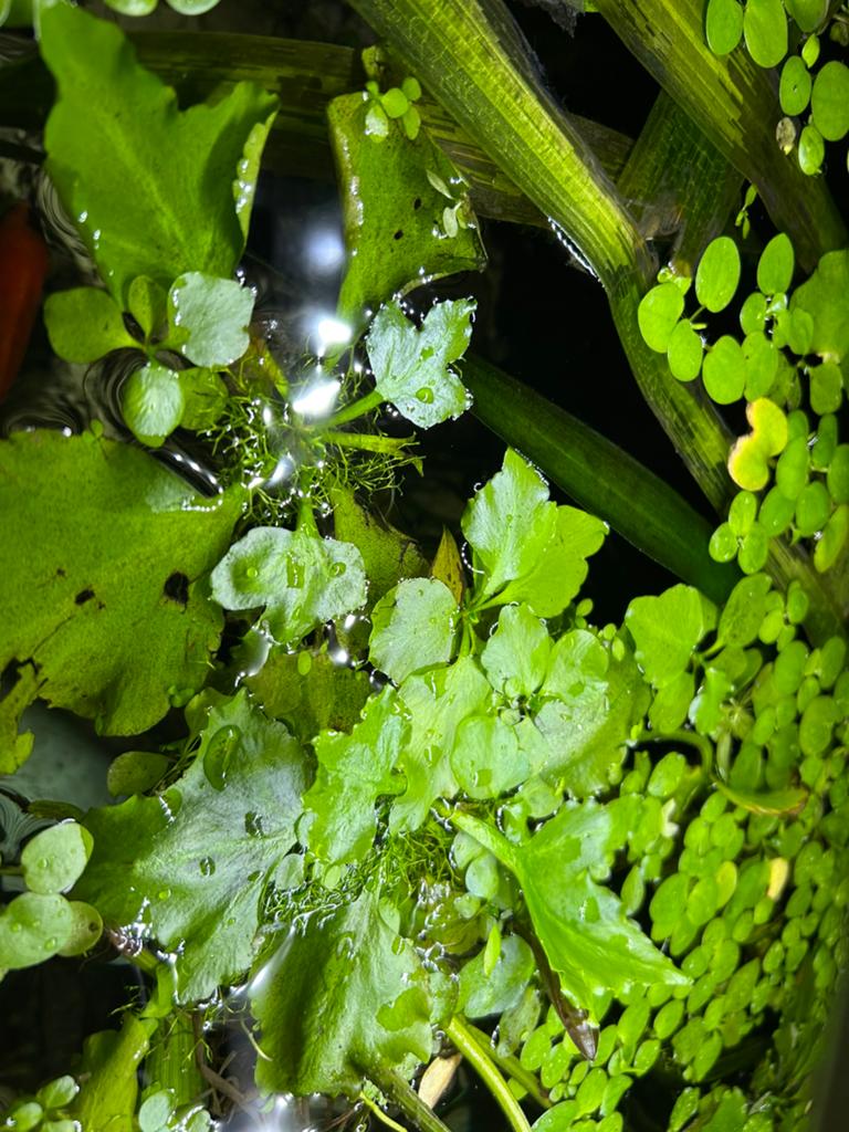 Aquarium drijfplanten.  Stuur ook op., Ophalen of Verzenden, Nieuw, Plant(en), Steen of Hout