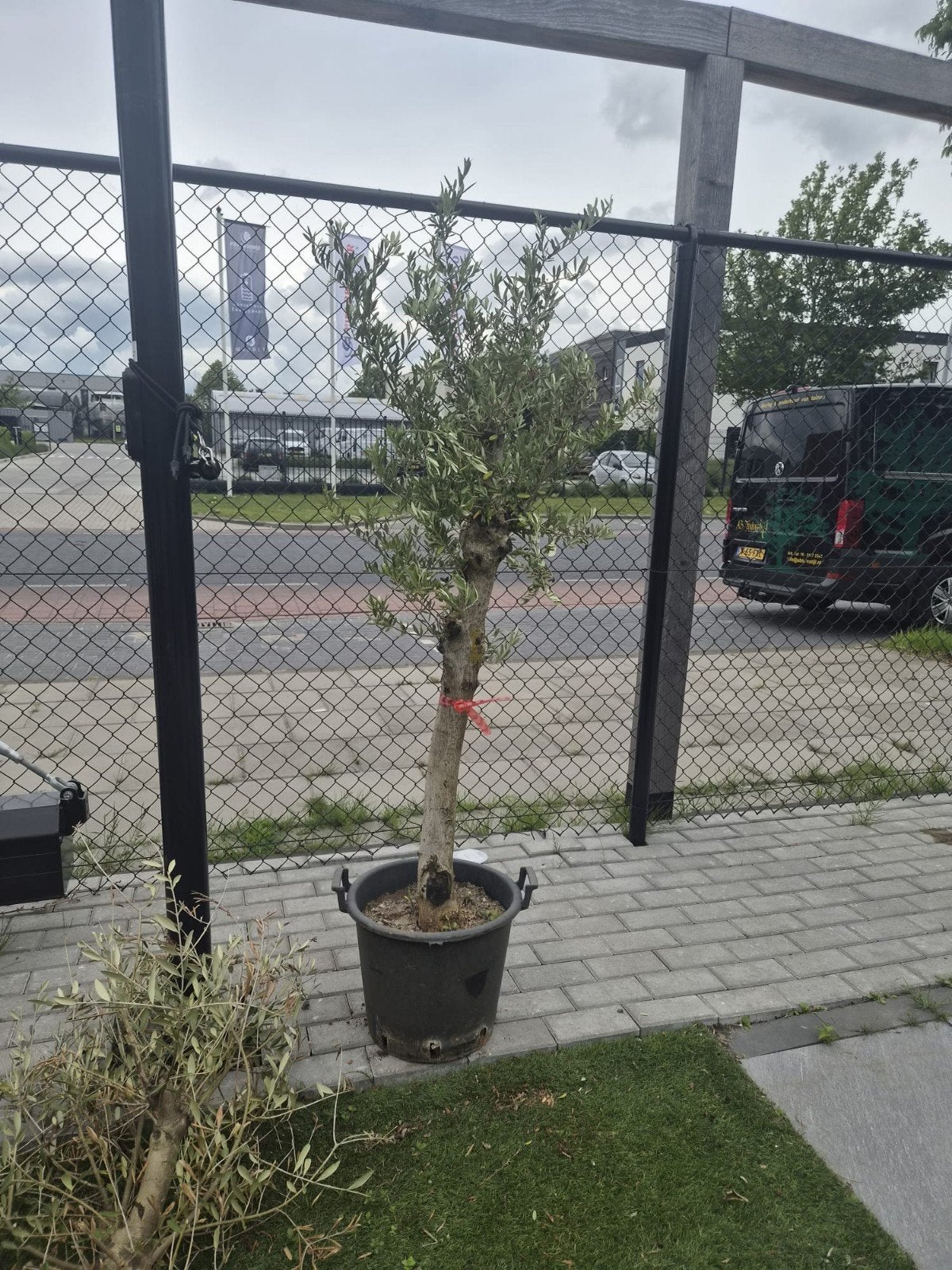 Olijfboom meerdere beschikbaar, Ophalen, Volle zon, Olijfboom, 100 tot 250 cm
