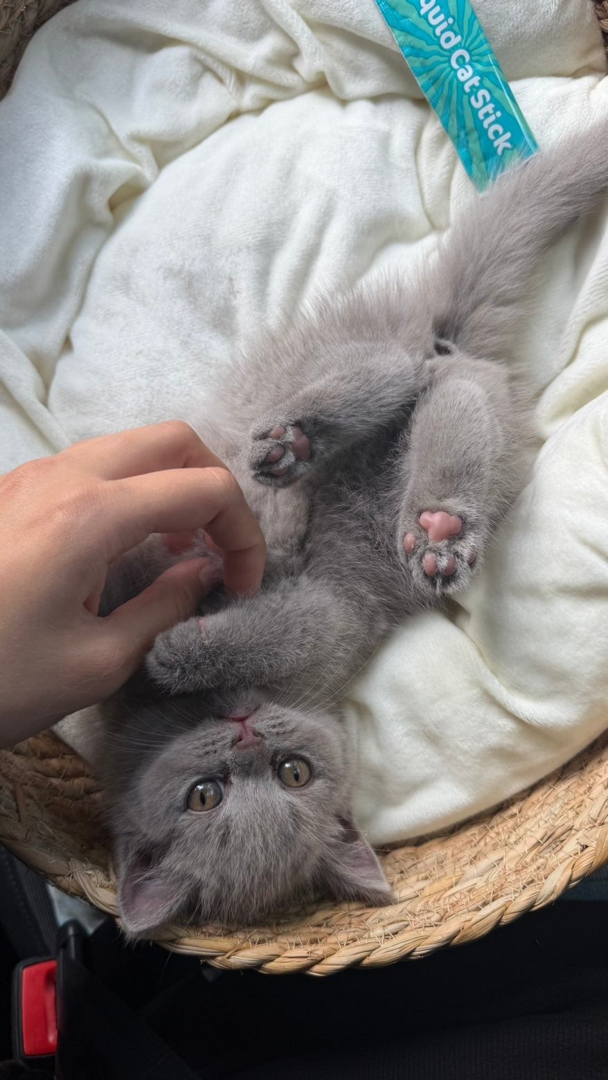 Prachtige Britse Korthaar kitten (mannelijk, 2 maanden oud), Dieren en Toebehoren, Kater, Ontwormd, 0 tot 2 jaar