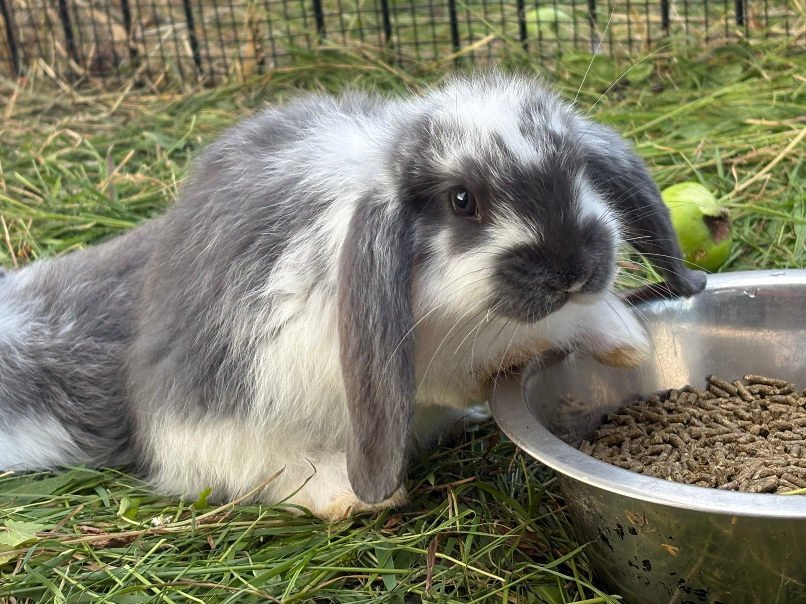 Franse hangoor, Dieren en Toebehoren, Meerdere dieren, Groot, Hangoor