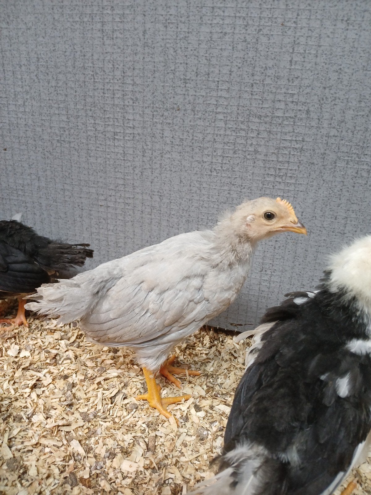 jonge ras en kruising haantjes te koop, Mannelijk, Kip