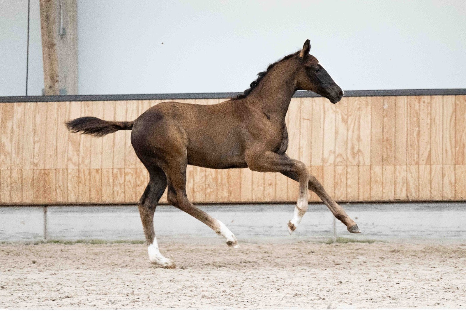 Sportrijke merrielijn! Royal Dynamic x Franklin x San Remo, Dieren en Toebehoren, Merrie, Dressuurpaard, Met stamboom, 0 tot 2 jaar