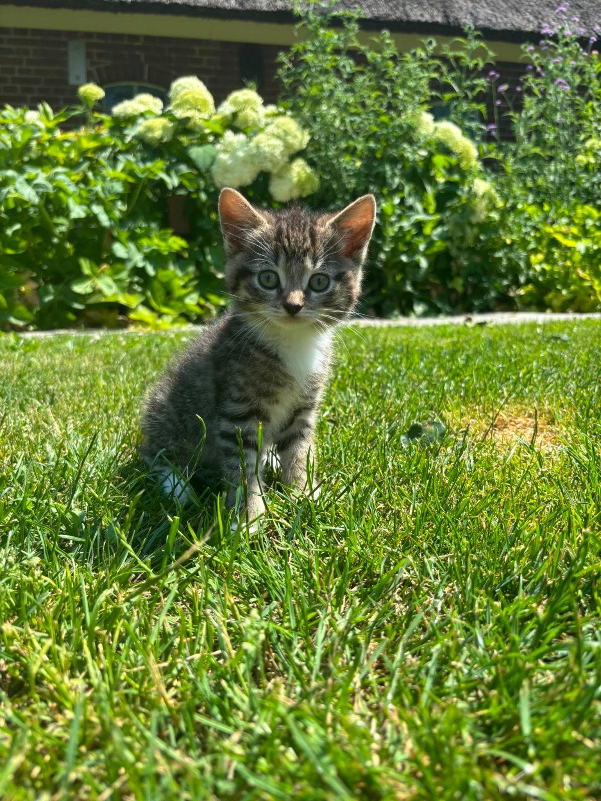 Aanhankelijke kittens moeder Pers x Blauwe rus, Dieren en Toebehoren, Meerdere dieren, Ontwormd
